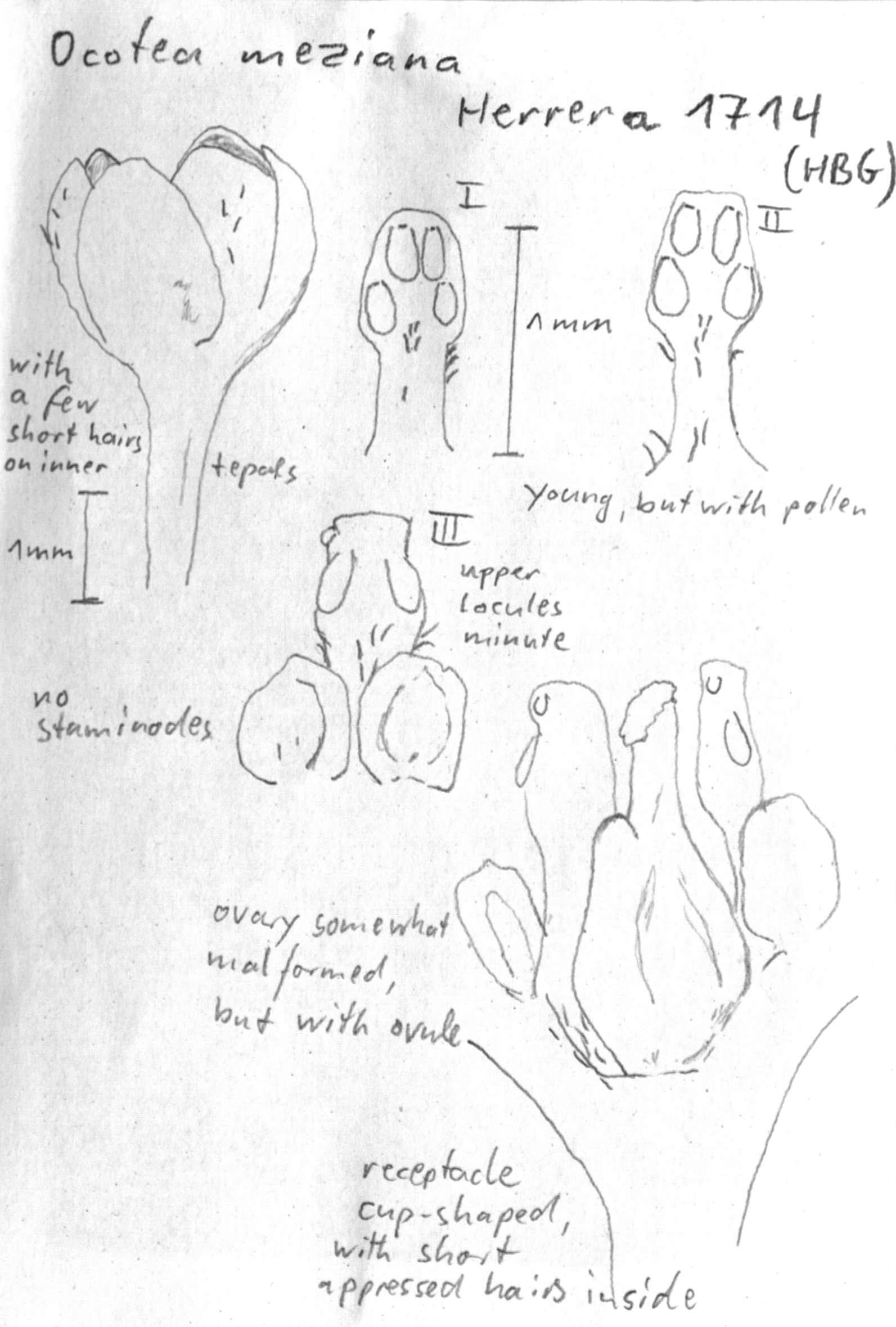 Vorschaubild Ocotea meziana C.K. Allen